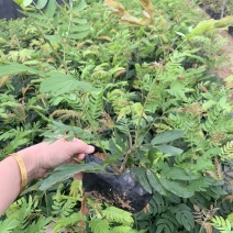 红绒球绣球花福建基地自产自销提供视频看货