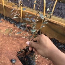 红花继木工程用苗小袋苗大量供应保证质量数量