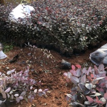 红花继木工程用苗小袋苗大量供应基地直发保证质量
