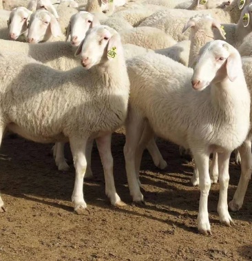 [湖羊批发]湖羊价格1200.00元/个 - 一亩田