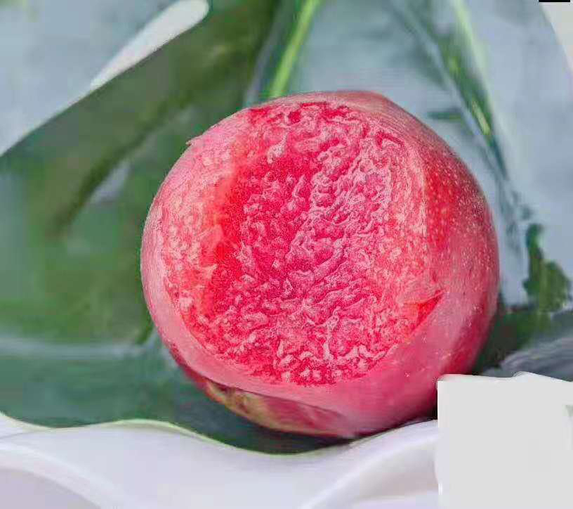 青脆李子与脆红李子对比图