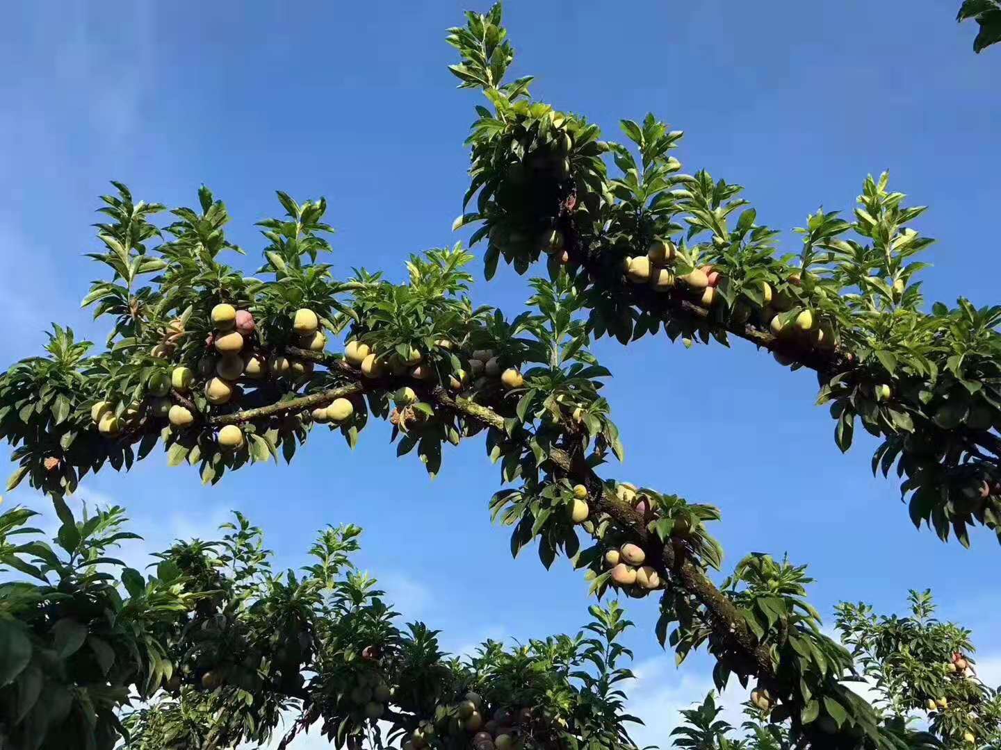 桃形李果园实景图