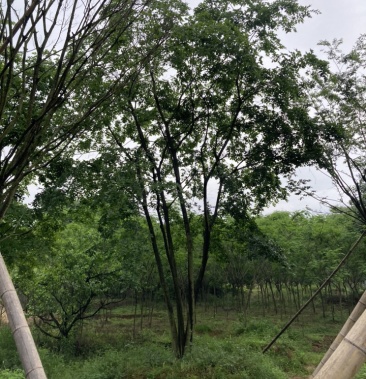 多杆丛生朴树浙江金华大量低价供应每棵90公分以上