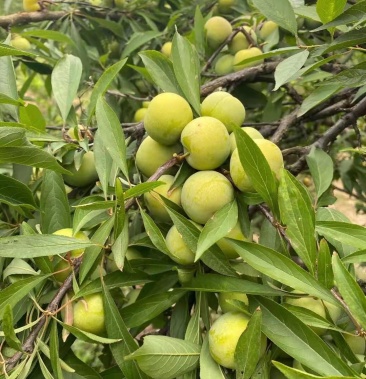 [李子批发]江安李价格1.80元/斤 - 一亩田