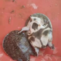 外塘甲鱼苗纯生态中华甲鱼苗包成活