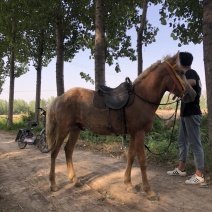 非常温顺的矮马可骑乘以调教喜欢联系