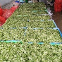 马兰头新鲜蔬菜，自产自销