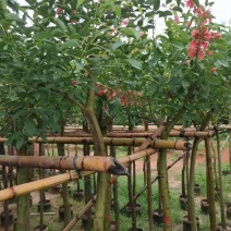 基地直销5~15分鸡冠刺桐移植苗，大量出售