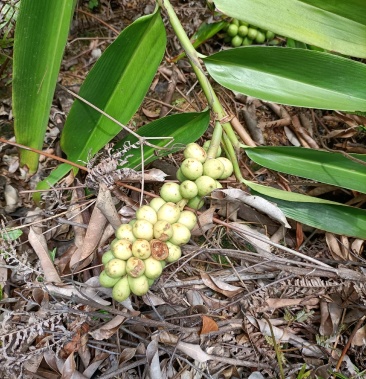 [益智仁批发]新鲜益智价格2.00元/斤 - 一亩田