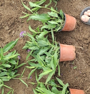 山东马鞭草 青州马鞭草桑托斯马鞭草 马鞭草小苗