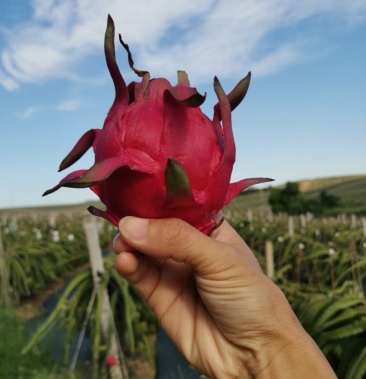 隆安火龙果金都1号软枝大红红宝龙无刺黄龙火龙果