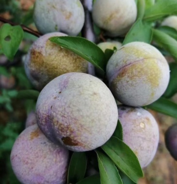 [三华李子批发]三华李价格88.00元/斤 - 一亩田