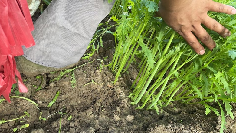 图片说明:技术人员正在检查茼蒿叶片上的病害并记录防治效果 茼蒿病虫害防治现场图
