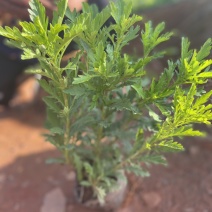 中袋木春菊高25-30cm16袋苗价格优惠