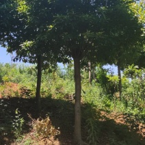 杜英