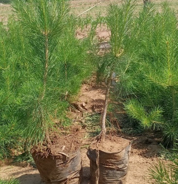 樟子松2 2年苗,21/21黄土杯苗50/70公分