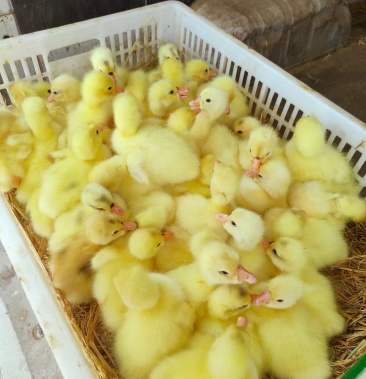 白鹅苗 包出壳疫苗包运输成活质量保证包路损