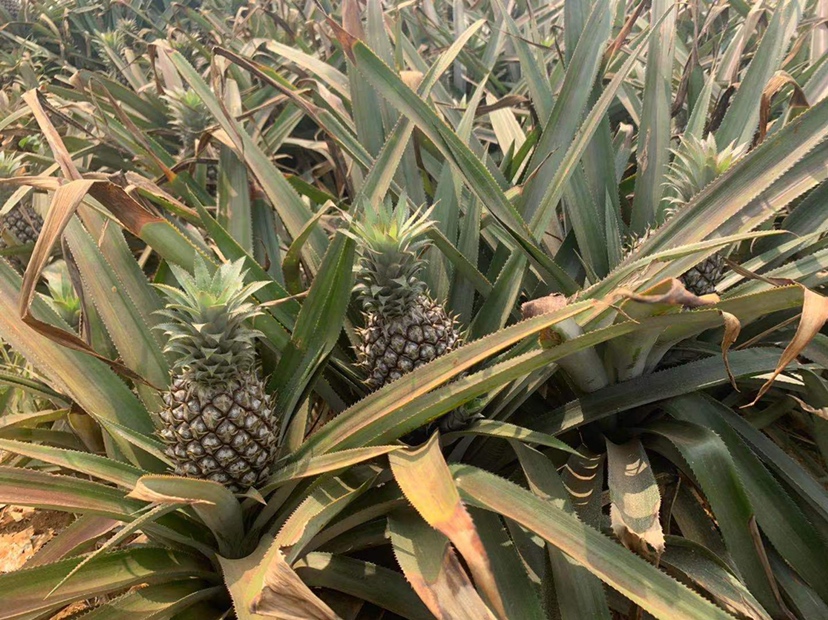 菠萝田地