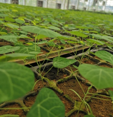 粉防己苗销售价格合理欢迎采购