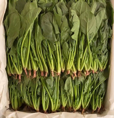 每天大量供应精品菠菜40000斤,可提供精加工.