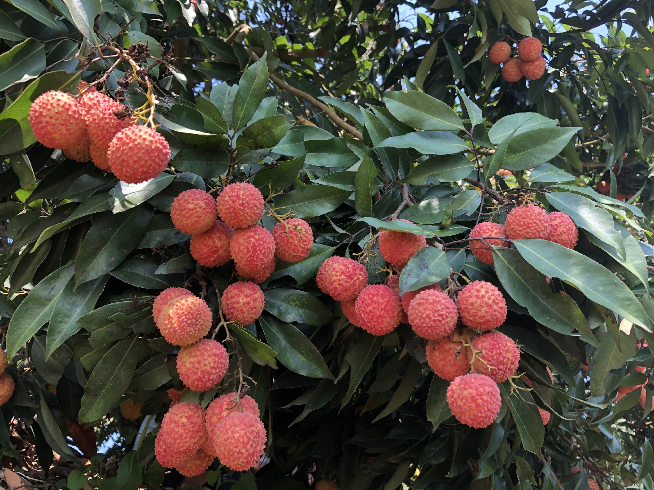 农民在果园采摘桂味荔枝