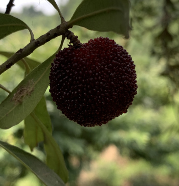 [乌紫杨梅批发]苏州东山 乌紫杨梅价格20.00元/斤 - 一亩田