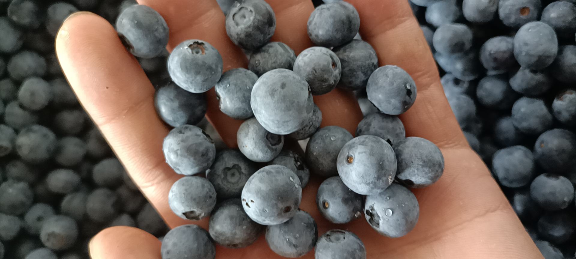 蓝莓手指按压测试过程示意图