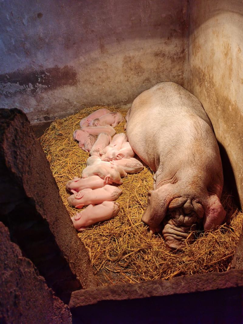 新泉仔猪出售信息网站_仔猪交易市场仔猪批发市场