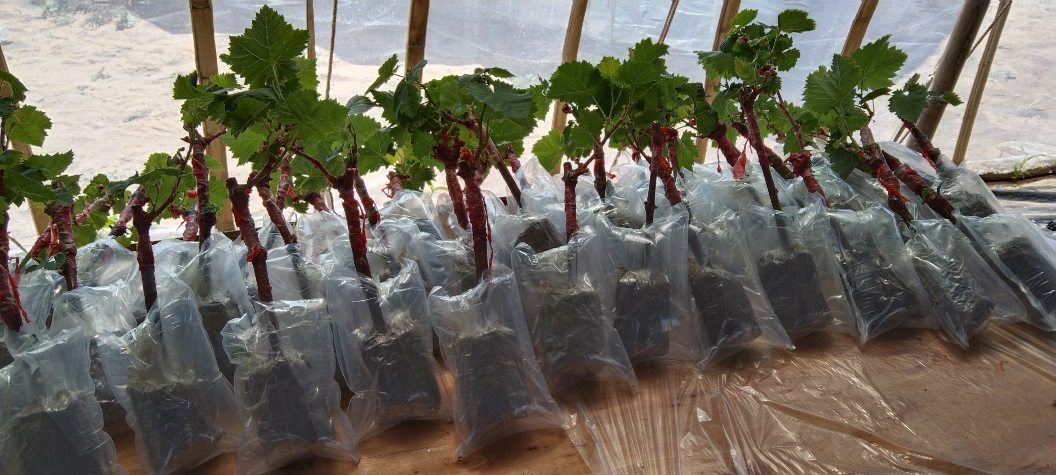 葡萄果穗套袋操作示意图