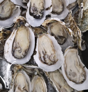 [生蚝批发]半边单冻生蚝价格160.00元/件 - 一亩田
