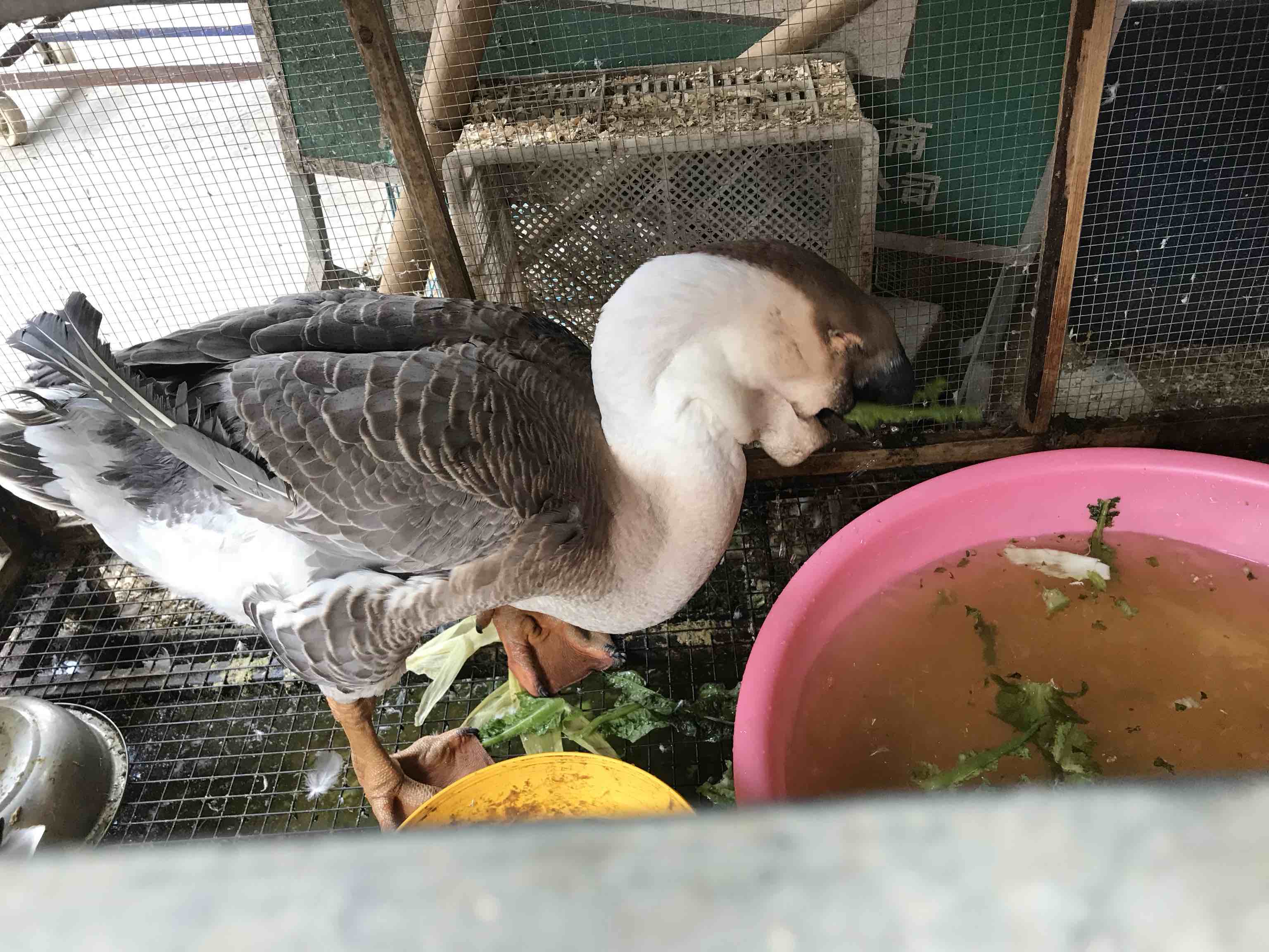 饲养员在为狮头鹅苗投喂青饲料和配合饲料 狮头鹅苗喂养场景
