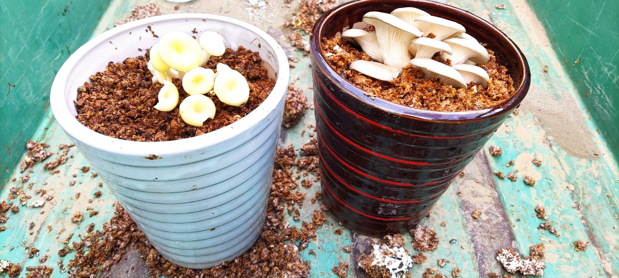 平菇菌渣作为花卉栽培基质使用