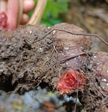 岩蜈蚣,血蜈蚣,蜈蚣七.有需联系我.