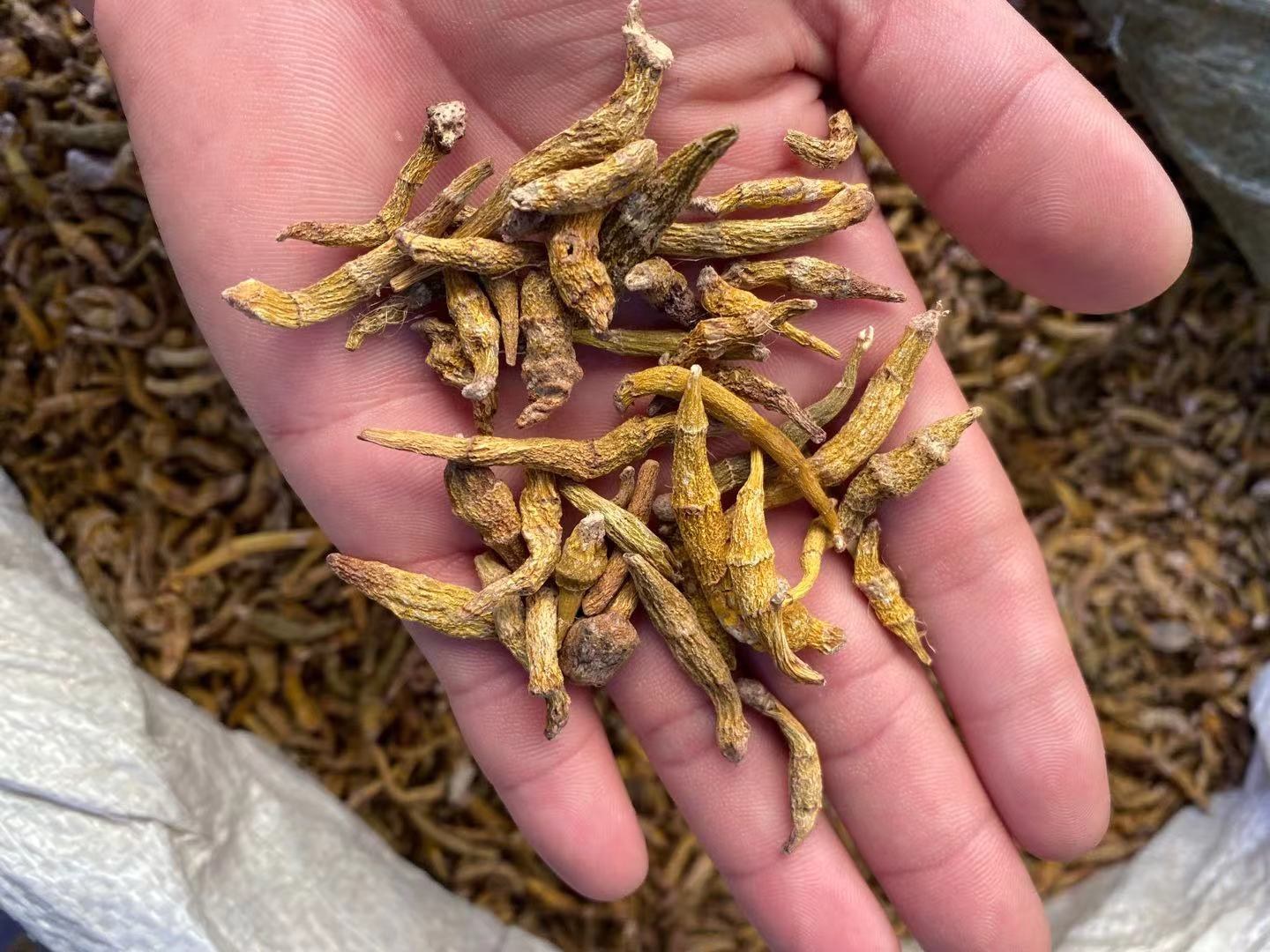 中药房中酒黄芩与其他中药材摆放在一起