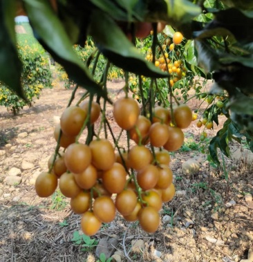 [黄皮果批发]黑皮 黄皮果价格4.00元/斤 - 一亩田