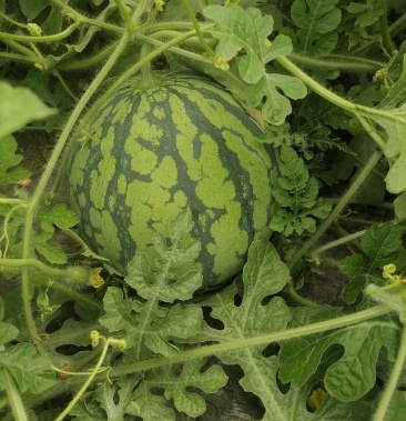 浙江省台州温岭8424西瓜