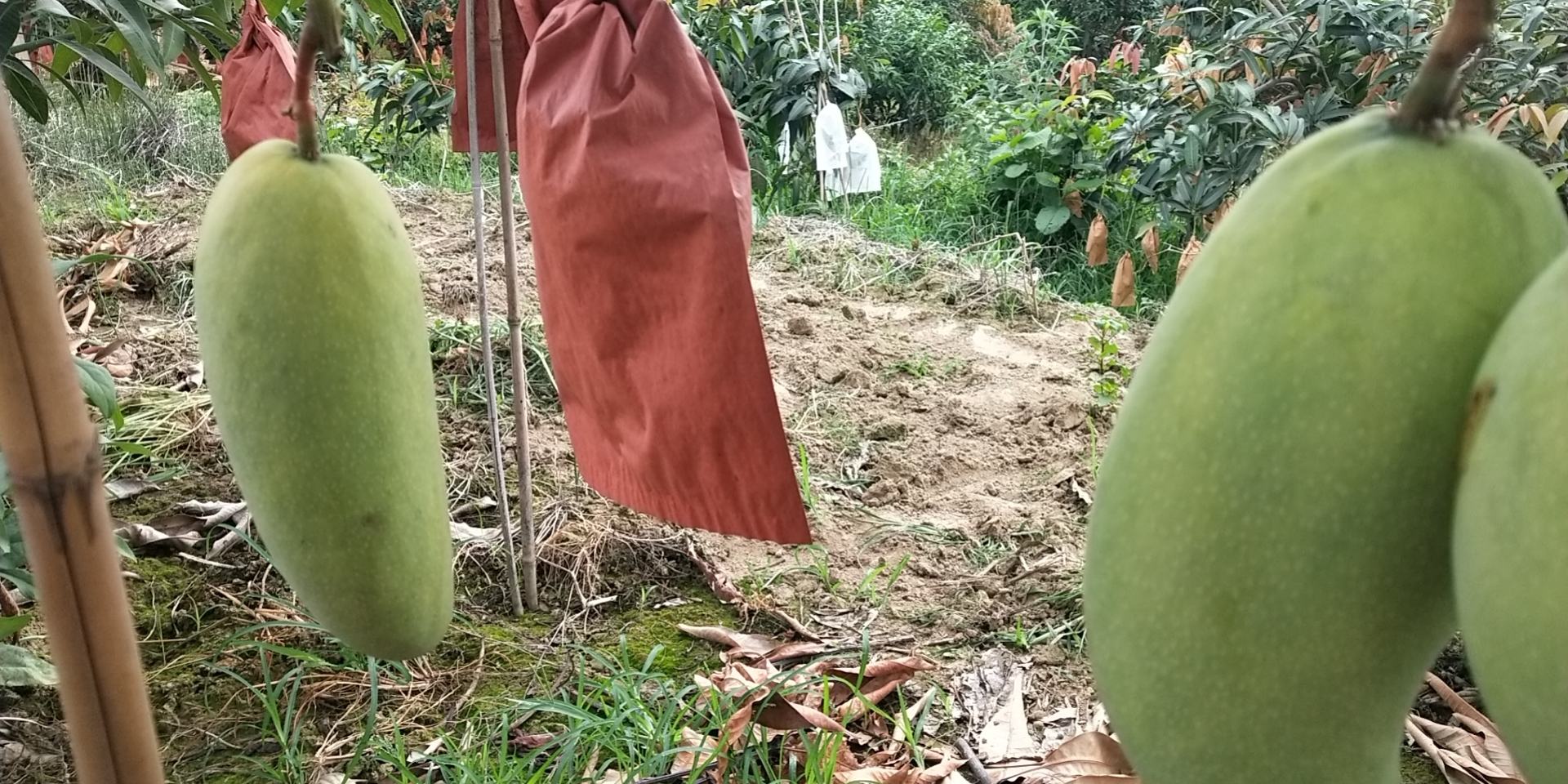 芒果果实套袋处理