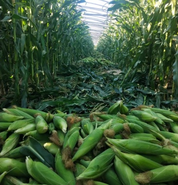 [玉米批发]鲜玉米价格1.35元/个 - 一亩田