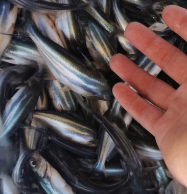 巴沙鱼蒙鱼成活率高质量保证养殖技术全程跟踪教学