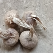 藏红花种球