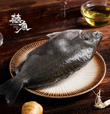 佛山生态养殖基地澳洲翡翠班宝石鲈鲈鱼