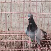 公棚成绩鸽
