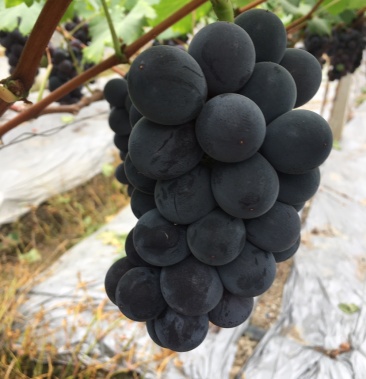 [葡萄批发]光辉价格11.00元/斤 - 一亩田