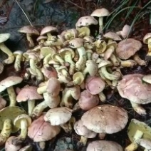 见手青（粉盖牛肝菌）鲜货