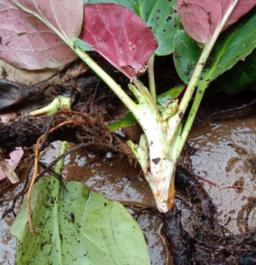 [岩白菜批发]野生岩白菜,八大金刚,价格30.00元/斤 - 一亩田