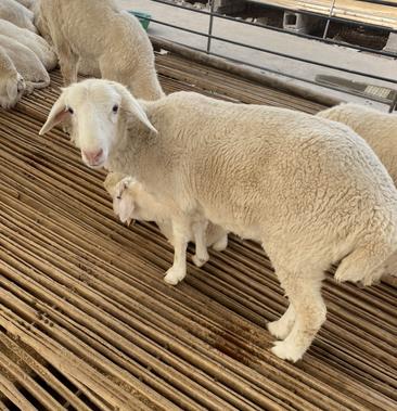 [小尾寒羊批发]活羊怀孕母羊,小尾寒羊出售,育肥羊价格,30