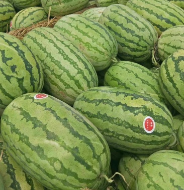 精品安农二号西瓜新疆西瓜基地直供一手货源量大从优