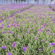 桑托斯马鞭草基地产地批发花海用苗大量供应