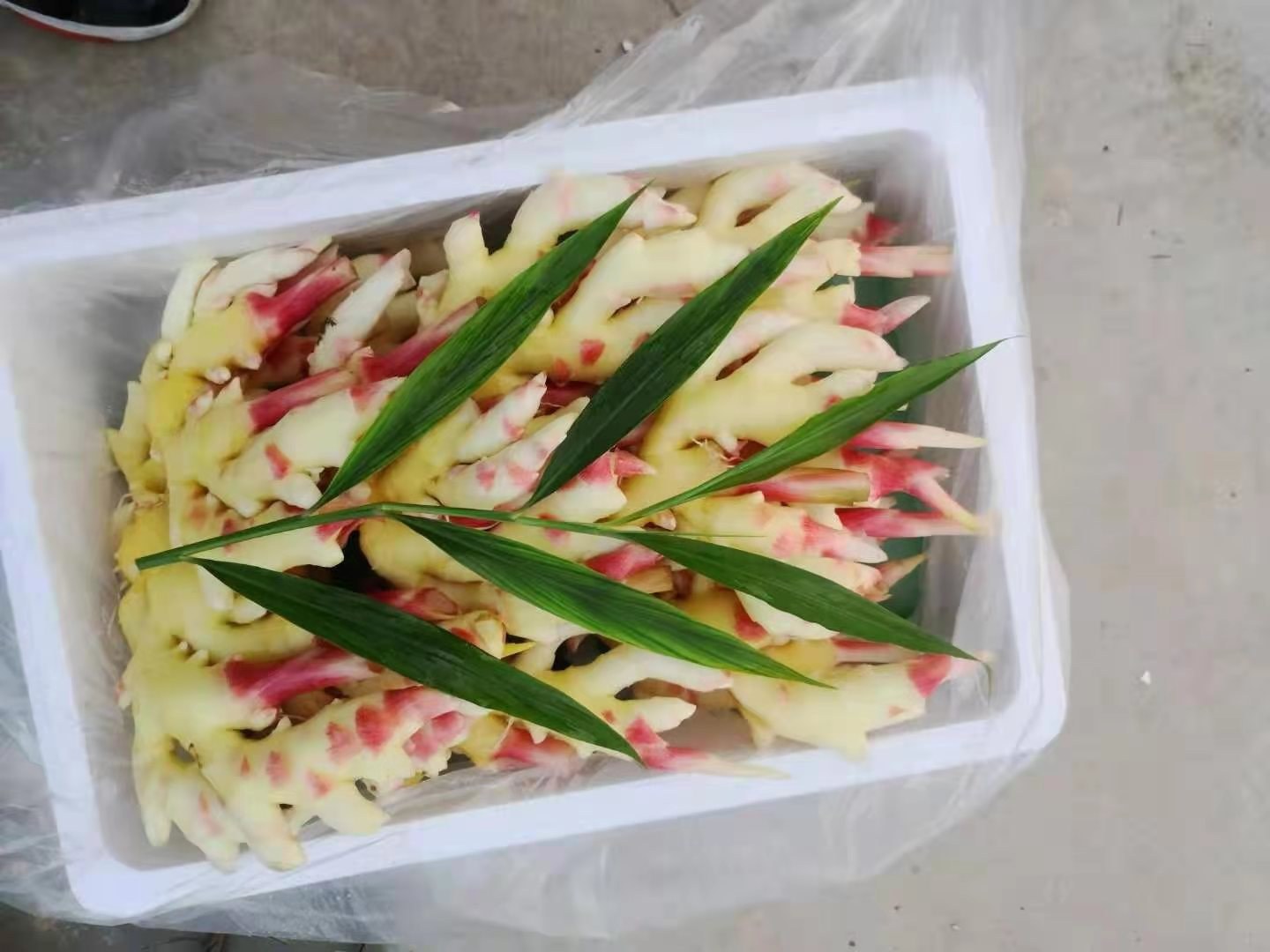 一盘摆放整齐的新鲜紫皮嫩姜,表皮光滑带有淡淡紫色,姜块饱满多汁,背景为木质砧板和厨房布,光线柔和自然 新鲜嫩姜特写