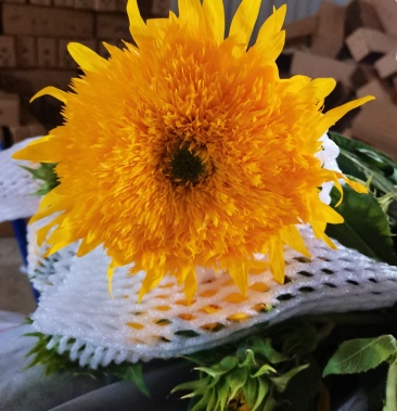 云南鲜花 向日葵 黑心黄色 奶油 油画 泰迪向日葵